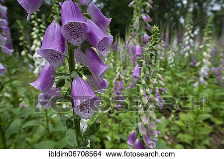 Foxglove (Digitalis purpurea), North Rhine-Westphalia, Germany, Europe View Large Photo Image Picture - Foxglove (Digitalis purpurea), North Rhine-Westphalia, Germany, Europe. Fotosearch