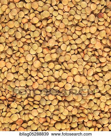 French blonde lentils (lens esculenta) from St. Flour View Large Photo Image Stock Photo - French blonde lentils (lens esculenta) from St. Flour. Fotosearch