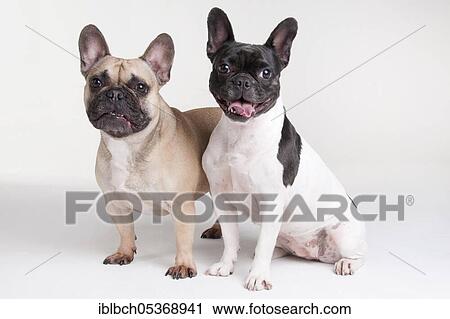 French Bulldog View Large Photo Image Stock Image - French Bulldog. Fotosearch