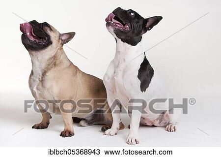 French Bulldog View Large Photo Image Stock Image - French Bulldog. Fotosearch