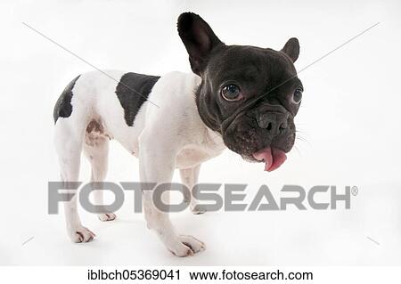 French Bulldog View Large Photo Image Stock Image - French Bulldog. Fotosearch