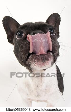 French Bulldog View Large Photo Image Stock Image - French Bulldog. Fotosearch