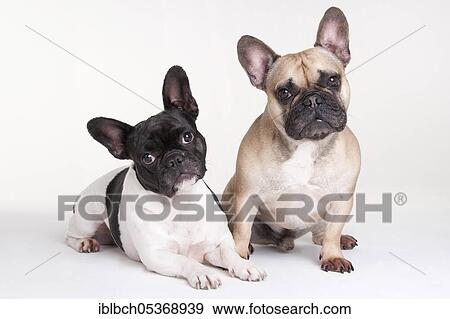 French Bulldog View Large Photo Image Stock Photo - French Bulldog. Fotosearch