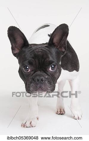 French Bulldog View Large Photo Image Stock Photo - French Bulldog. Fotosearch