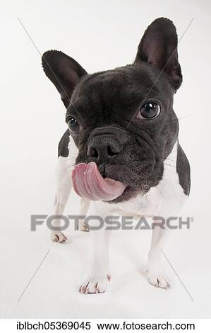 French Bulldog View Large Photo Image Stock Photography - French Bulldog. Fotosearch