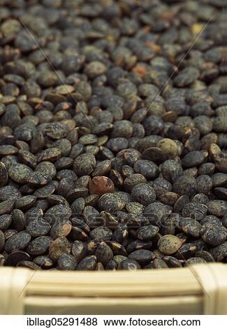 Stock Photo - French green lentils called Puy lentils. Fotosearch
