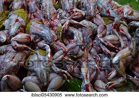 Fresh Frogs, Banzaan Fresh Market, Patong Beach, Phuket, Thailand, Asia View Large Photo Image Stock Photography - Fresh Frogs, Banzaan Fresh Market, Patong Beach, Phuket, Thailand, Asia. Fotosearch