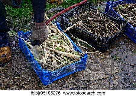Freshly harvested Parsleys roots ( Petroselinum crispum) in box tuberosum View Large Photo Image Stock Photograph - Freshly harvested Parsleys roots ( Petroselinum crispum) in box tuberosum. Fotosearch