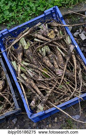 Freshly harvested Parsleys roots ( Petroselinum crispum) in box tuberosum View Large Photo Image Stock Photography - Freshly harvested Parsleys roots ( Petroselinum crispum) in box tuberosum. Fotosearch