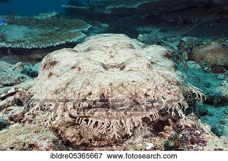 Fringed wobbegong (dasypogon) Eucrossorhinchus, Triton Bay, West Papua, Indonesia, Asia View Large Photo Image Stock Photo - Fringed wobbegong (dasypogon) Eucrossorhinchus, Triton Bay, West Papua, Indonesia, Asia. Fotosearch