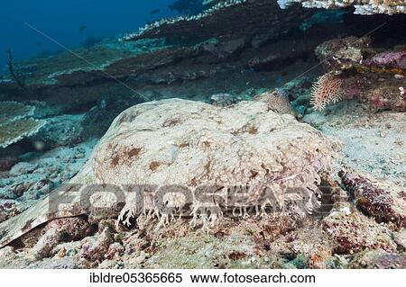 Fringed wobbegong (dasypogon) Eucrossorhinchus, Triton Bay, West Papua, Indonesia, Asia View Large Photo Image Stock Photography - Fringed wobbegong (dasypogon) Eucrossorhinchus, Triton Bay, West Papua, Indonesia, Asia. Fotosearch