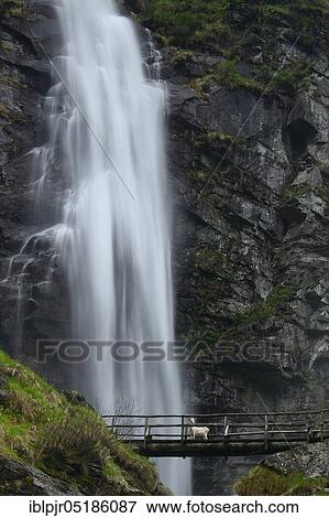 Froda waterfall, Valle Verzasca near Sonogno, Froda, Ticino, Switzerland, Europe View Large Photo Image Stock Photo - Froda waterfall, Valle Verzasca near Sonogno, Froda, Ticino, Switzerland, Europe. Fotosearch
