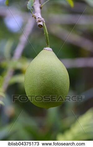 Fruit of the calabash tree (Crescentia cujete), origin South America, Jardín de Aclimatión de La Orotava, Botanical Garden, Puerto de la Cruz, Tenerife, Spain, Europe View Large Photo Image Stock Image - Fruit of the calabash tree (Crescentia cujete), origin South America, Jardín de Aclimatión de La Orotava, Botanical Garden, Puerto de la Cruz, Tenerife, Spain, Europe. Fotosearch