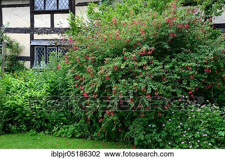 Fuchsia ( Fuchsia) front of house spec., England, Great Britain View Large Photo Image Stock Image - Fuchsia ( Fuchsia) front of house spec., England, Great Britain. Fotosearch