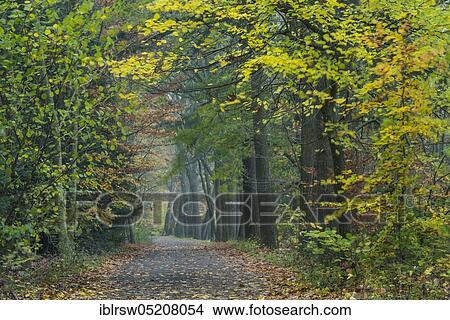 Füchteler Forest near Gut Welpe, Vechta, Lower Saxony, Germany, Europe View Large Photo Image Picture - Füchteler Forest near Gut Welpe, Vechta, Lower Saxony, Germany, Europe. Fotosearch