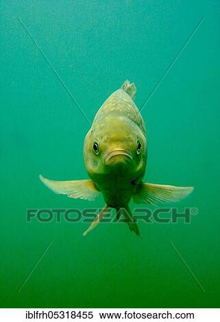 Stock Photography - Gable, Baden-Württemberg (Carassius auratus gibelio), Germany, Europe. Fotosearch