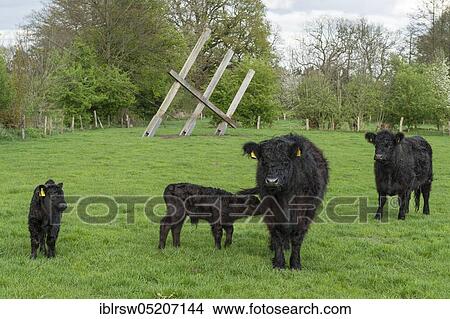 Galloway cattle, Lower Saxony, Germany, Europe View Large Photo Image Picture - Galloway cattle, Lower Saxony, Germany, Europe. Fotosearch
