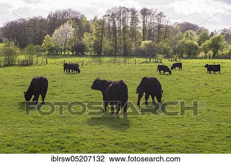 Stock Image - Galloway cattle, Lower Saxony, Germany, Europe. Fotosearch