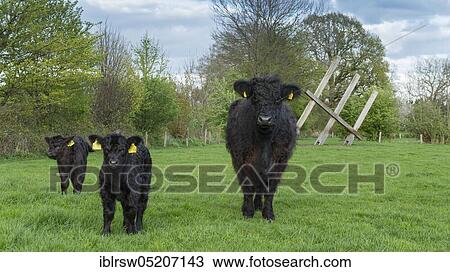 Galloway cattle, Lower Saxony, Germany, Europe View Large Photo Image Stock Image - Galloway cattle, Lower Saxony, Germany, Europe. Fotosearch