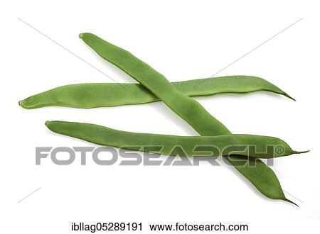 Garden Bean, Green Bean, Green Beans (phaseolus vulgaris), Butterfly Bean, French Beans called Coco Plat, Beans Freisteller View Large Photo Image Stock Image - Garden Bean, Green Bean, Green Beans (phaseolus vulgaris), Butterfly Bean, French Beans called Coco Plat, Beans Freisteller. Fotosearch