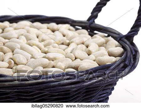 Garden Bean, Green Bean, Green Beans (phaseolus vulgaris), Butterfly Bean, French Beans called Mogette de Vendee, Beans against white background View Large Photo Image Stock Image - Garden Bean, Green Bean, Green Beans (phaseolus vulgaris), Butterfly Bean, French Beans called Mogette de Vendee, Beans against white background. Fotosearch