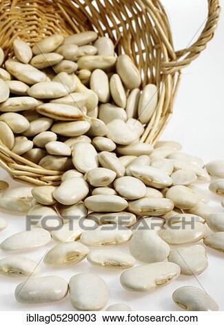 Garden Bean, Green Bean, Green Beans (phaseolus vulgaris), Butterfly Plant, Basket with French Soissons Beans View Large Photo Image Stock Image - Garden Bean, Green Bean, Green Beans (phaseolus vulgaris), Butterfly Plant, Basket with French Soissons Beans. Fotosearch