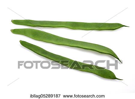 Garden Bean, Green Bean, Green Beans (phaseolus vulgaris), Butterfly Bean, French Beans called Coco Plat, Beans Freisteller View Large Photo Image Stock Photo - Garden Bean, Green Bean, Green Beans (phaseolus vulgaris), Butterfly Bean, French Beans called Coco Plat, Beans Freisteller. Fotosearch