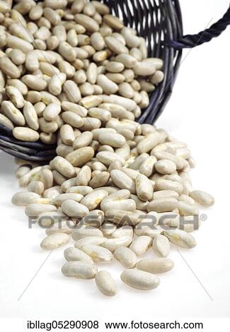Garden bean, Green bean, Green beans (phaseolus vulgaris), Papilionaceous plants View Large Photo Image Stock Photo - Garden bean, Green bean, Green beans (phaseolus vulgaris), Papilionaceous plants. Fotosearch