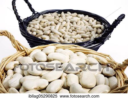 Garden Bean, Green Bean, Green Beans (phaseolus vulgaris), Butterfly Bean, French Beans called Mogette de Vendee and Soissons Beans, Beans against white background View Large Photo Image Stock Photography - Garden Bean, Green Bean, Green Beans (phaseolus vulgaris), Butterfly Bean, French Beans called Mogette de Vendee and Soissons Beans, Beans against white background. Fotosearch