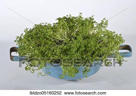 Stock Image - Garden cress (Lepidium sativum). Fotosearch