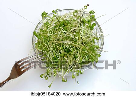 Stock Image - Garden cress (Lepidium sativum). Fotosearch