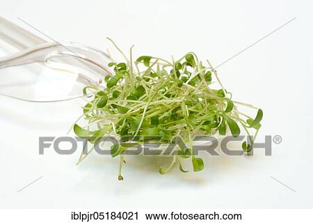 Garden cress (Lepidium sativum) View Large Photo Image Stock Image - Garden cress (Lepidium sativum). Fotosearch