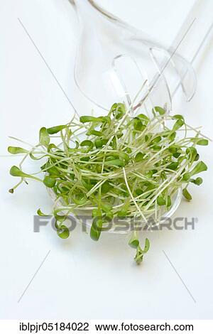 Garden cress (Lepidium sativum) View Large Photo Image Stock Image - Garden cress (Lepidium sativum). Fotosearch