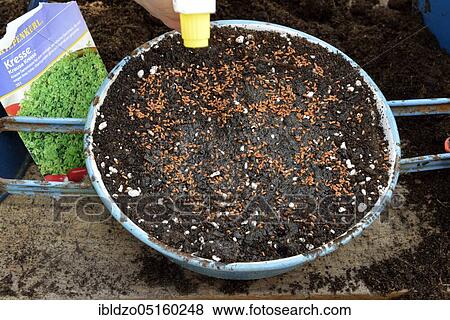 Stock Photo - Garden cress (Lepidium sativum). Fotosearch