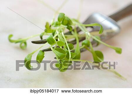 Garden cress (Lepidium sativum) View Large Photo Image Stock Photo - Garden cress (Lepidium sativum). Fotosearch