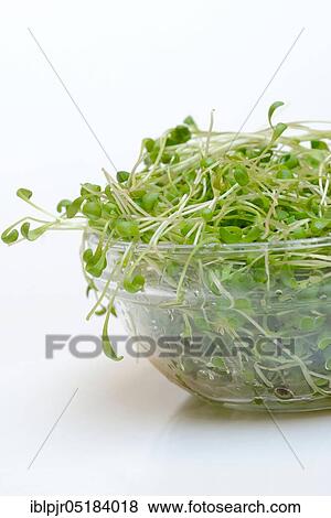 Garden cress (Lepidium sativum) View Large Photo Image Stock Photo - Garden cress (Lepidium sativum). Fotosearch