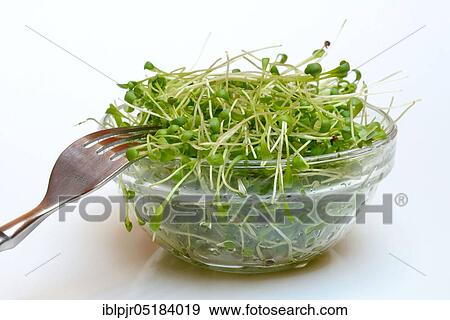 Stock Photo - Garden cress (Lepidium sativum). Fotosearch