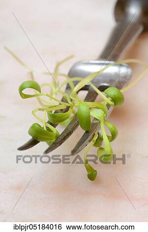 Garden cress (Lepidium sativum) View Large Photo Image Stock Photograph - Garden cress (Lepidium sativum). Fotosearch