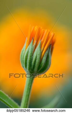 Garden Marigold (Calendula officinalis) View Large Photo Image Stock Photograph - Garden Marigold (Calendula officinalis). Fotosearch