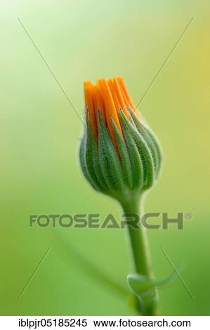 Garden Marigold (Calendula officinalis) View Large Photo Image Stock Photography - Garden Marigold (Calendula officinalis). Fotosearch