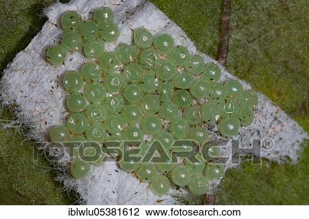 Garden tiger moth (Arctia caja), eggs View Large Photo Image Stock Image - Garden tiger moth (Arctia caja), eggs. Fotosearch