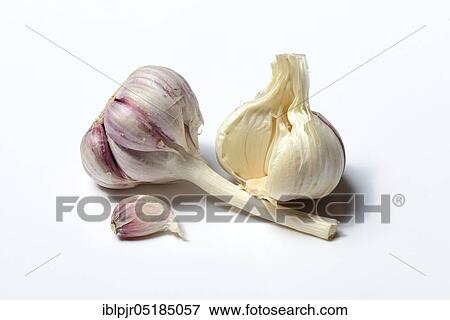 Stock Photo - Garlic (Allium sativum). Fotosearch