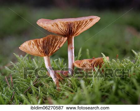 Garnet red sapling (Hygrocybe punicea), North Rhine-Westphalia, Germany, Europe View Large Photo Image Stock Photo - Garnet red sapling (Hygrocybe punicea), North Rhine-Westphalia, Germany, Europe. Fotosearch
