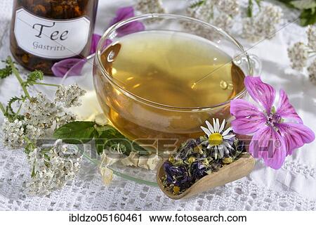 Gastritistee, mallow blossoms, chamomile. Camomile flowers, yarrow, peppermint leaves, peppermint (Mentha piperita), marshmallow (Althaea officinalis), marshmallow root (Malva sylvestris) (Achillea millefolium), S View Large Photo Image Stock Image - Gastritistee, mallow blossoms, chamomile. Camomile flowers, yarrow, peppermint leaves, peppermint (Mentha piperita), marshmallow (Althaea officinalis), marshmallow root (Malva sylvestris) (Achillea millefolium), S. Fotosearch