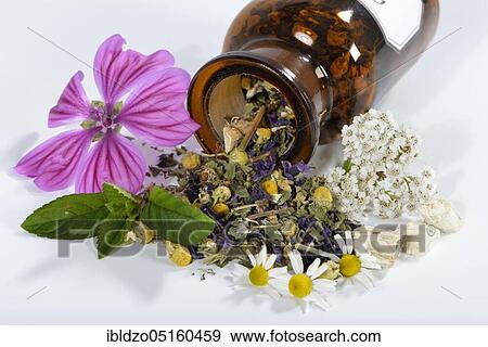 Gastritistee, mallow blossoms, chamomile. Camomile flowers, yarrow, peppermint leaves, peppermint (Mentha piperita), marshmallow (Althaea officinalis), marshmallow root (Malva sylvestris) (Achillea millefolium), S View Large Photo Image Stock Photo - Gastritistee, mallow blossoms, chamomile. Camomile flowers, yarrow, peppermint leaves, peppermint (Mentha piperita), marshmallow (Althaea officinalis), marshmallow root (Malva sylvestris) (Achillea millefolium), S. Fotosearch