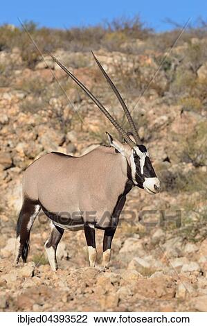 Gemsbok (Oryx gazella), adult female standing on stony ground, Kgalagadi Transfrontier Park, Northern Cape, South Africa, Africa View Large Photo Image Stock Image - Gemsbok (Oryx gazella), adult female standing on stony ground, Kgalagadi Transfrontier Park, Northern Cape, South Africa, Africa. Fotosearch