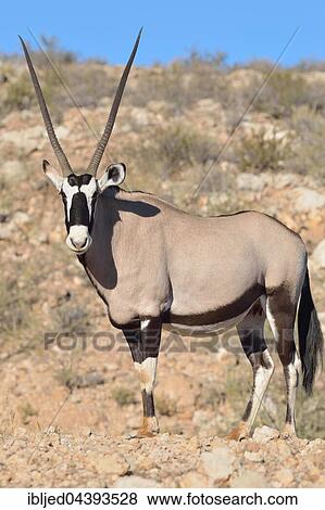 Gemsbok (Oryx gazella), adult female standing on stony ground, Kgalagadi Transfrontier Park, Northern Cape, South Africa, Africa View Large Photo Image Stock Photo - Gemsbok (Oryx gazella), adult female standing on stony ground, Kgalagadi Transfrontier Park, Northern Cape, South Africa, Africa. Fotosearch
