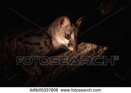 Genet (Genetta maculata), Samburu National Reserve, Kenya, Africa View Large Photo Image Stock Photo - Genet (Genetta maculata), Samburu National Reserve, Kenya, Africa. Fotosearch