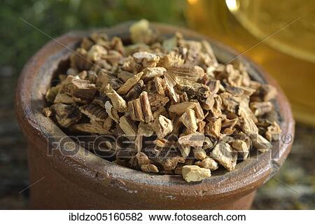 Gentian root, gentian (Gentianae concis) View Large Photo Image Stock Image - Gentian root, gentian (Gentianae concis). Fotosearch