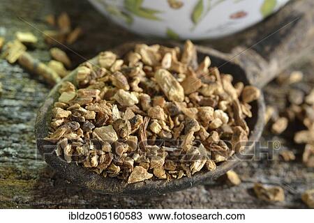 Stock Image - Gentian root, gentian (Gentianae concis). Fotosearch